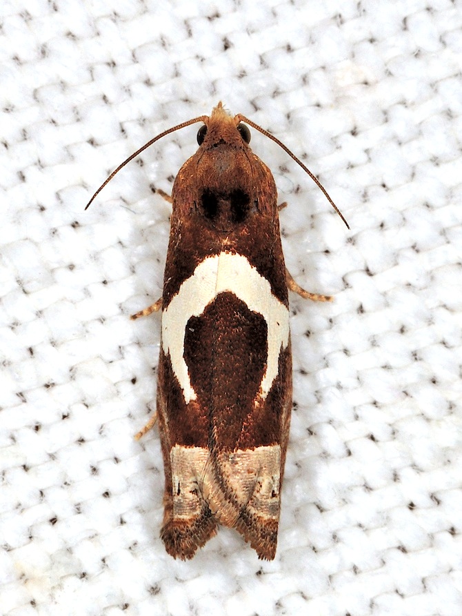 Tortricidae N. 22
